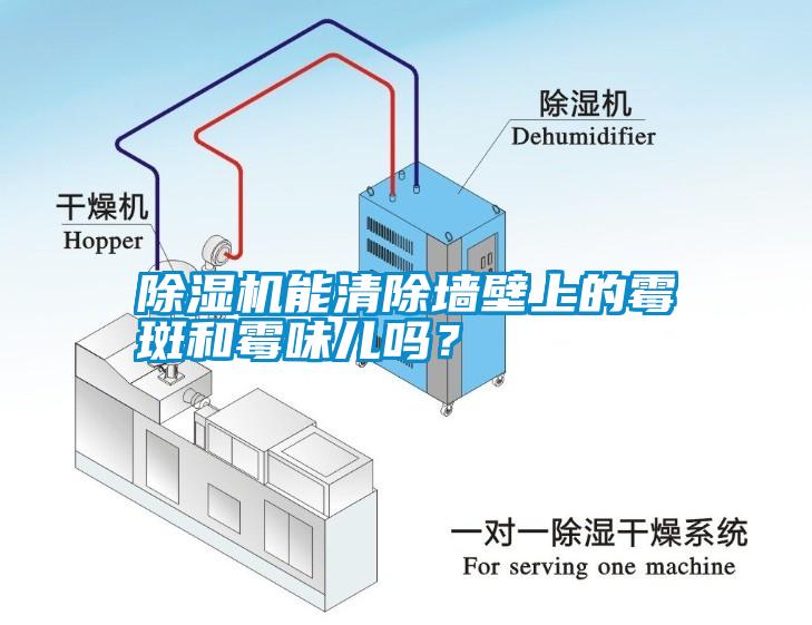 除濕機能清除墻壁上的霉斑和霉味兒嗎？