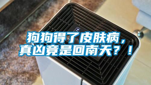 狗狗得了皮膚病，真兇竟是回南天？！